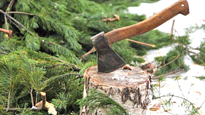 В преддверии праздников: усилена охрана хвойных насаждений