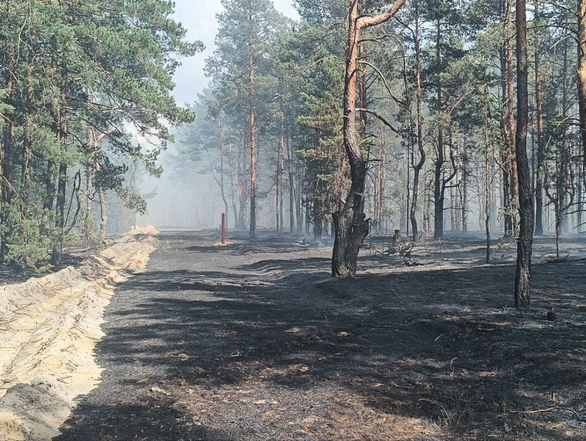  Сводка лесной охраны