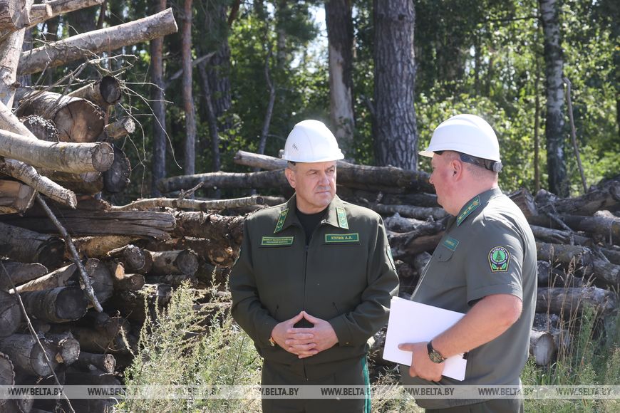 Около 2 тыс. га буреломов осталось разобрать в лесах Гомельской области после прошлогоднего урагана