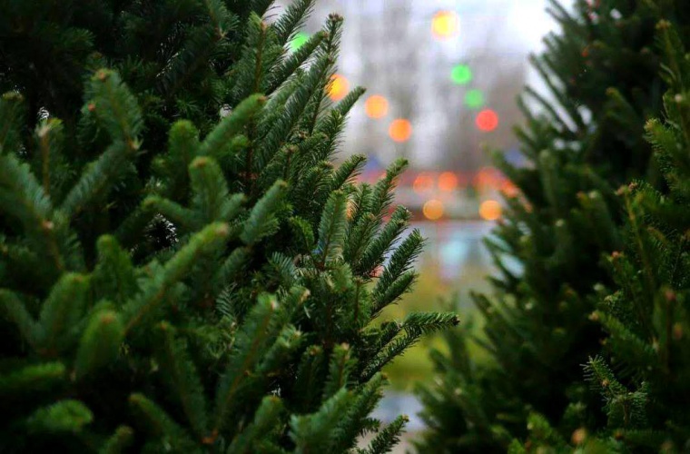 С 23 декабря 2025 г. Ельский лесхоз открывает ёлочные базары! 