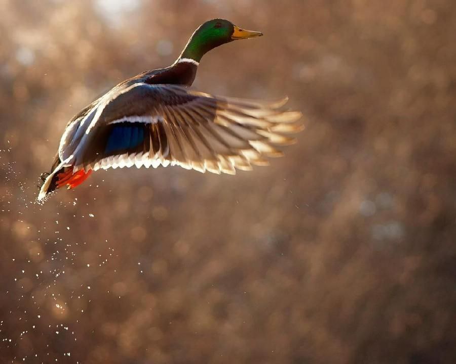 Сезон открыт! С 14 марта по 10 мая 2026 ждем вас на настоящую весеннюю охоту!