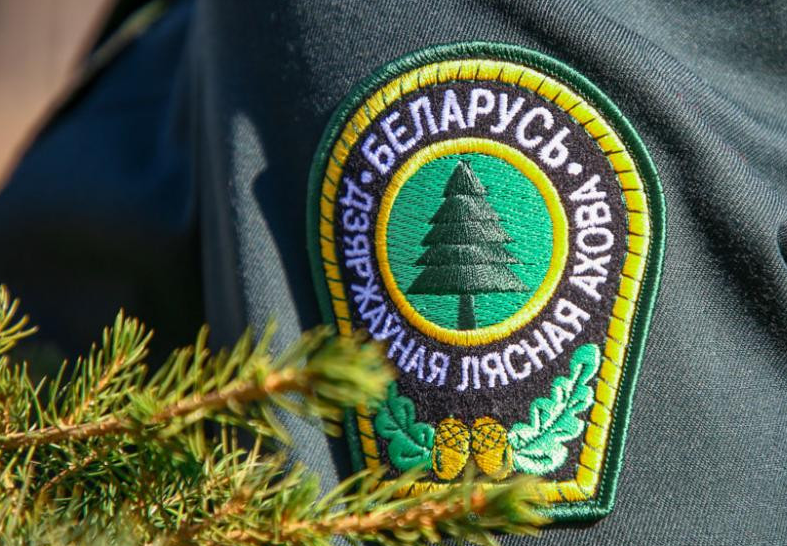 Минлесхоз утвердил порядок освидетельствования лесосек и участков лесного фонда для заготовки живицы