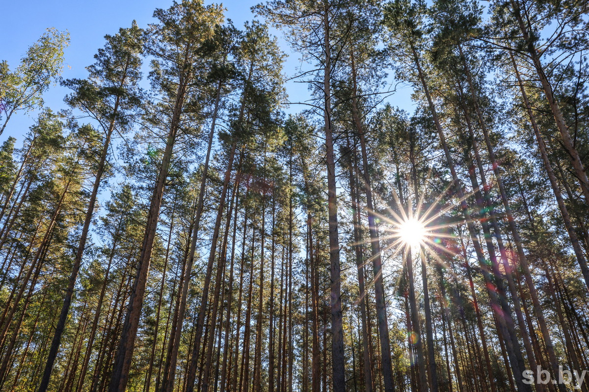 Правительство установило таксовую стоимость древесины на корню в 2026 году